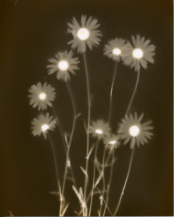 Wild Dasies