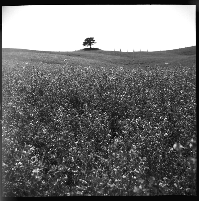 Wild Field - Tuscany