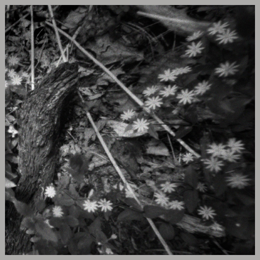 Wild Flowers, Tray Mountain, Georgia