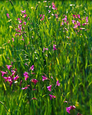 Wild Gladioli - Grrrrr