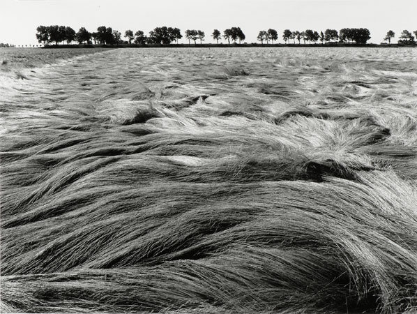 Wild gras