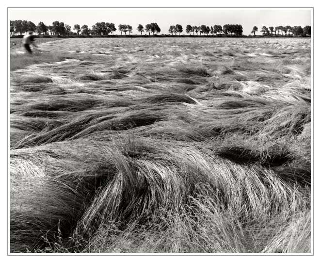 wild grass (3)