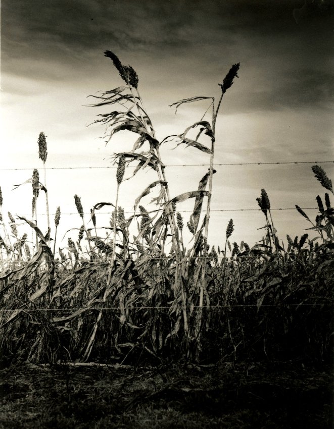 Wild is the Wind