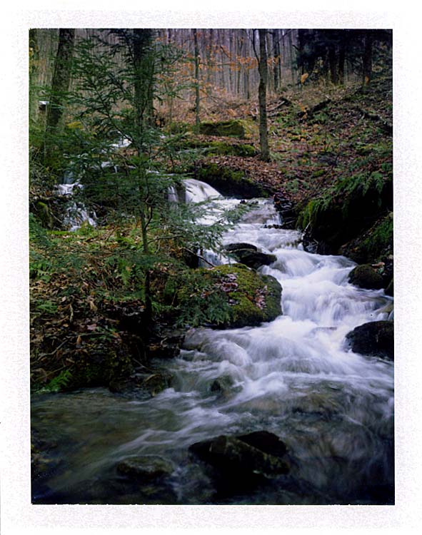 Wildcat Hollow
