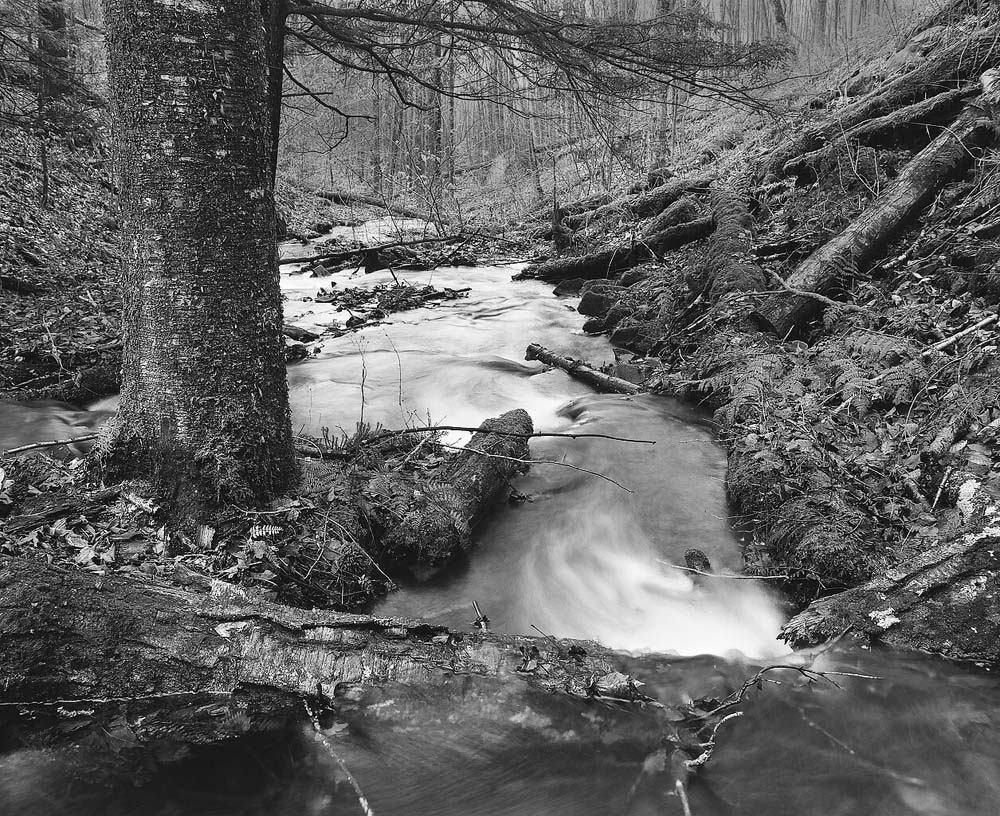 Wildcat Hollow