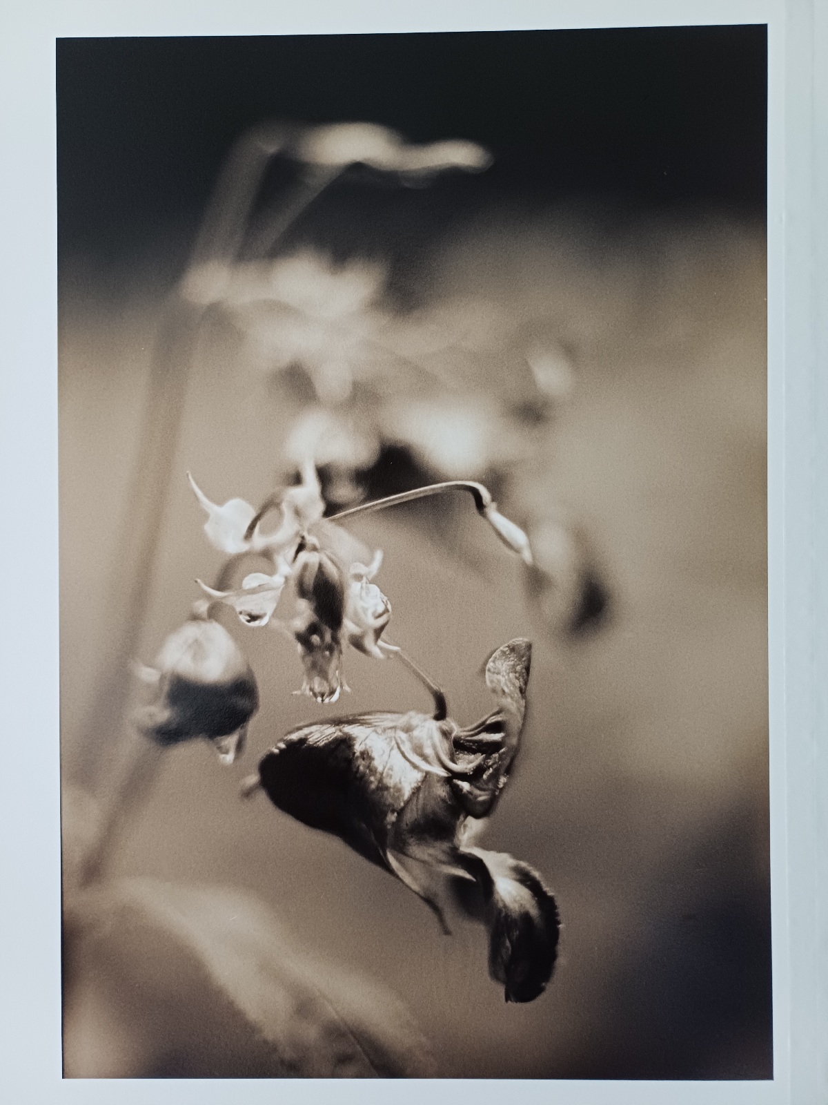 Wildflower
