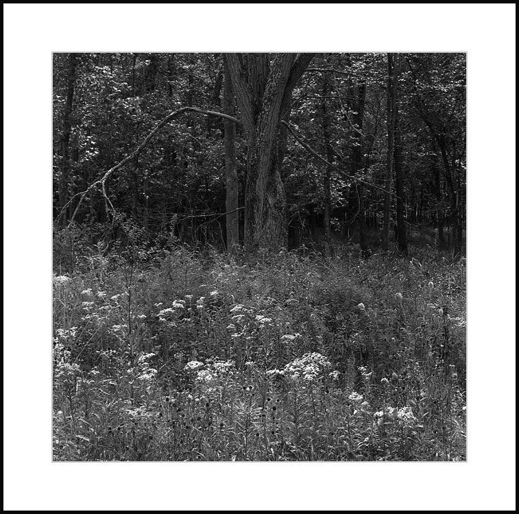 Wildflowers and Tree