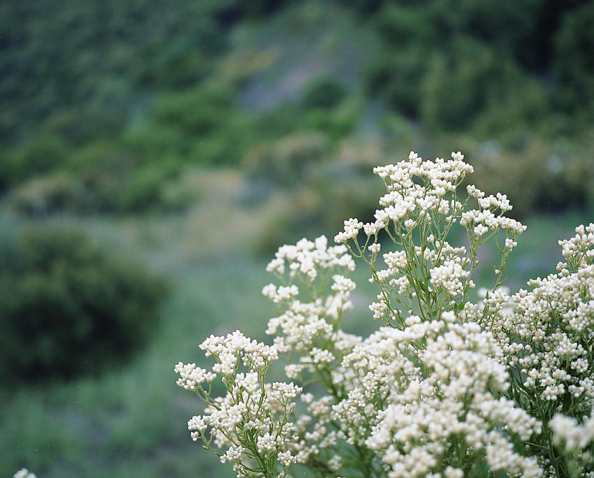 Wildflowers