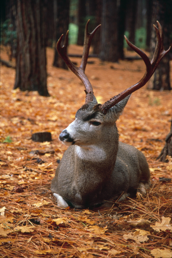 Wildlife In Yosemite