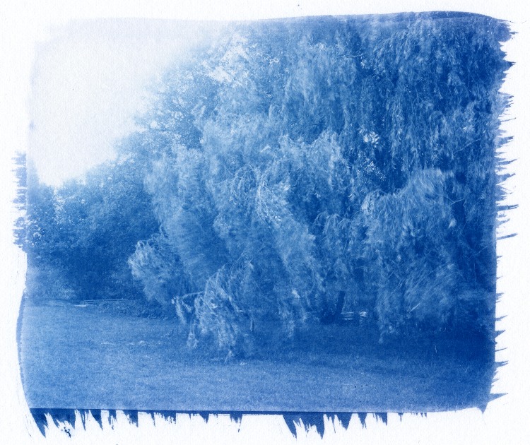 Willow 1