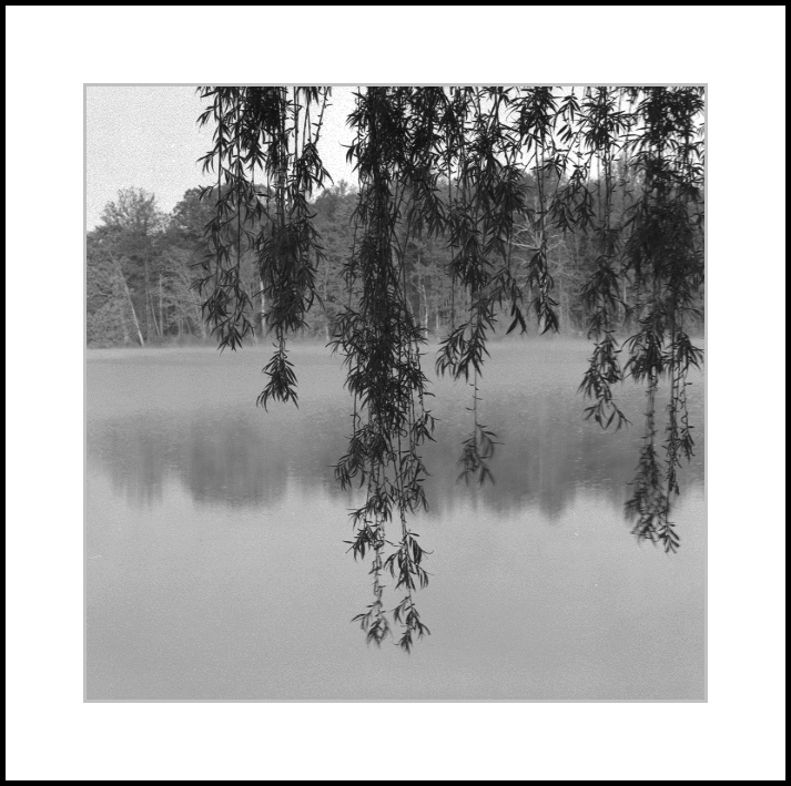 Willow and Fog at Round Lake