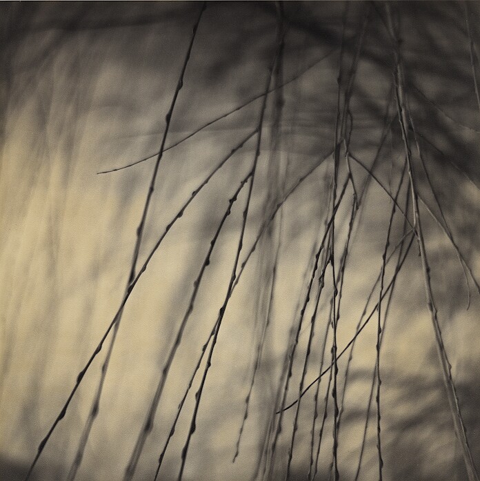 Willow Branches