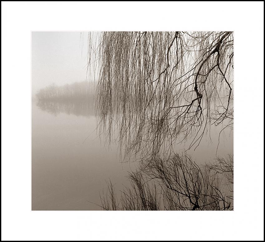 Willow, Lake, and Fog