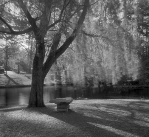 Willow tree, pond, and ducks