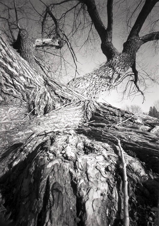 Willow Tree