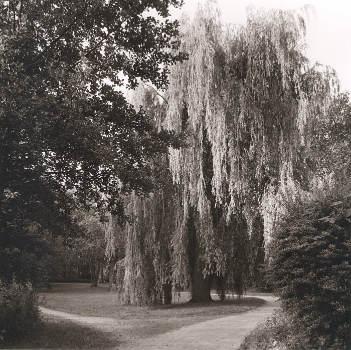 Willow