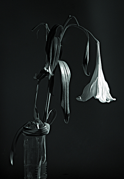 Wilted Lily 5x4