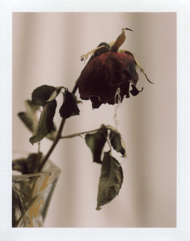 Wilted Passion (Instant Love)
