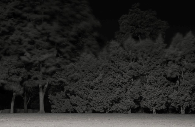 Wind and Trees at Night