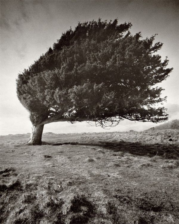 Wind Blown Tree