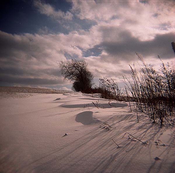 Wind blown trees, weeds & snow