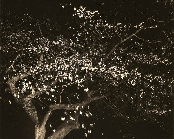 Windblown Japanese Maple