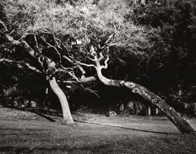 Windblown
