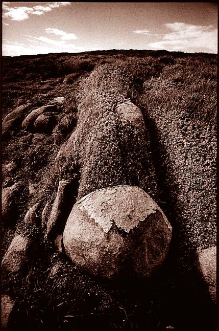 Windswept, Gabo Island