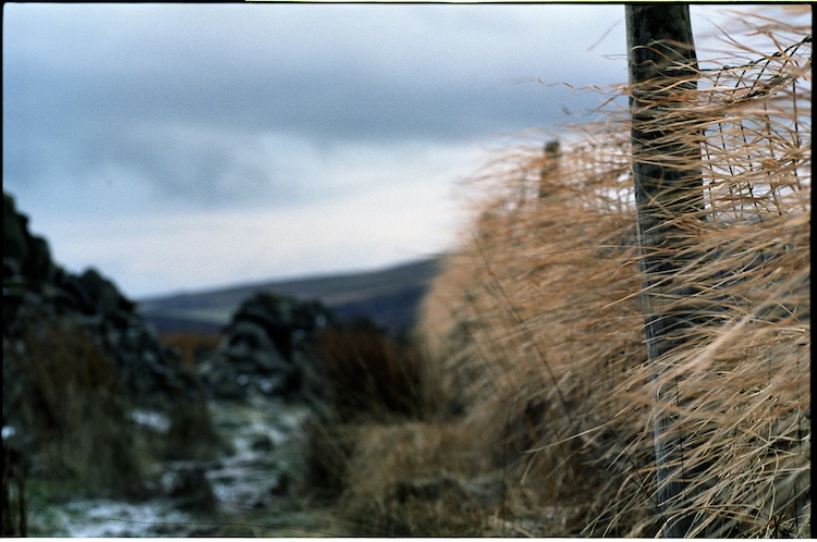 Windswept