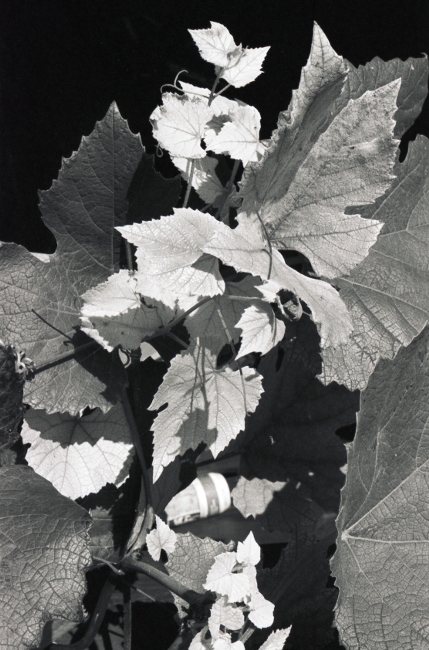 wineleaf