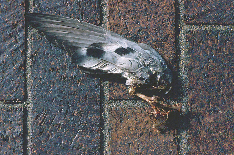 Wing, No Prayer