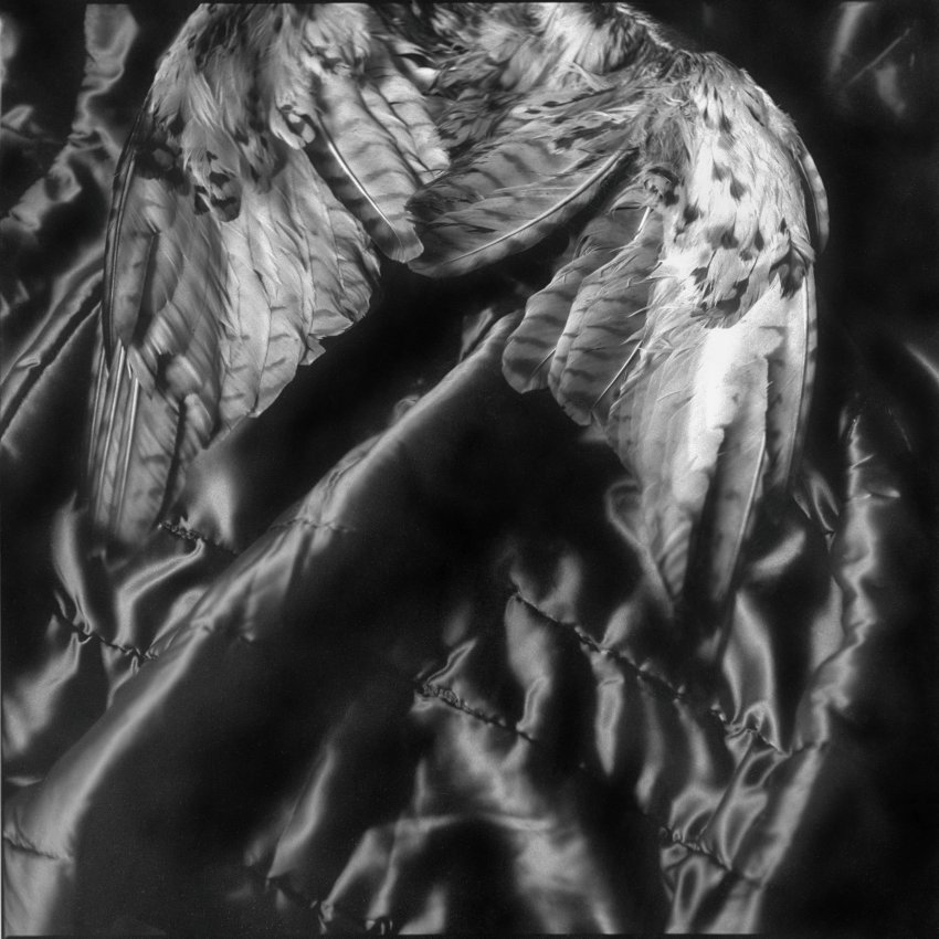 Wings on the Bed