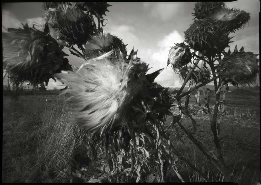 Winter Artichokes (pinhole)