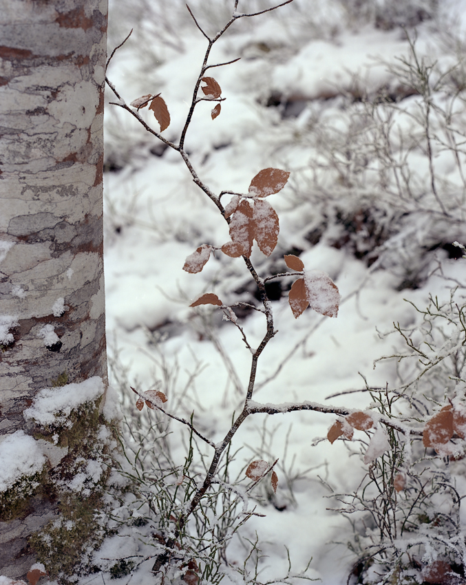 Winter Birch, Rogie