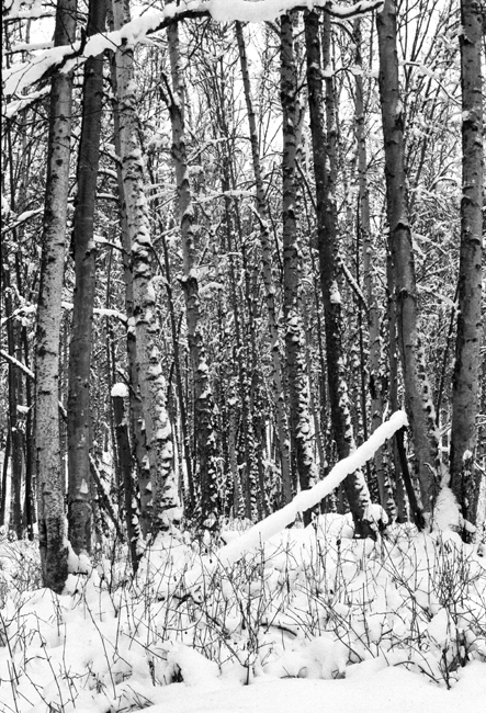 Winter Birch