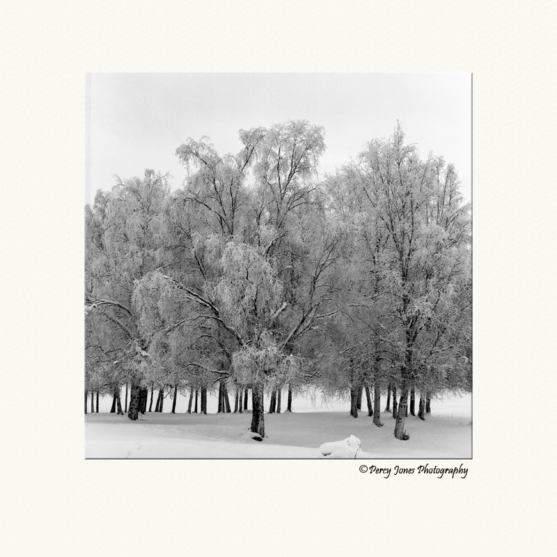 Winter Birch
