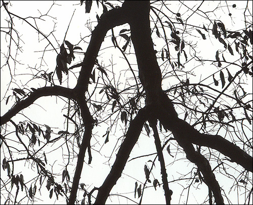Winter Branches