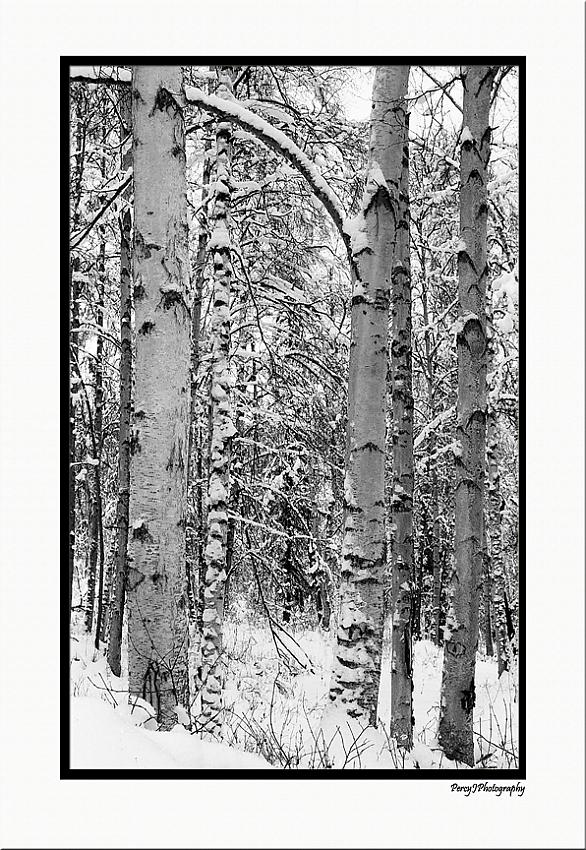 Winter Calm