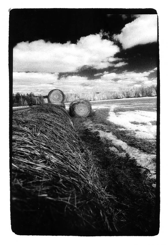 Winter Feed