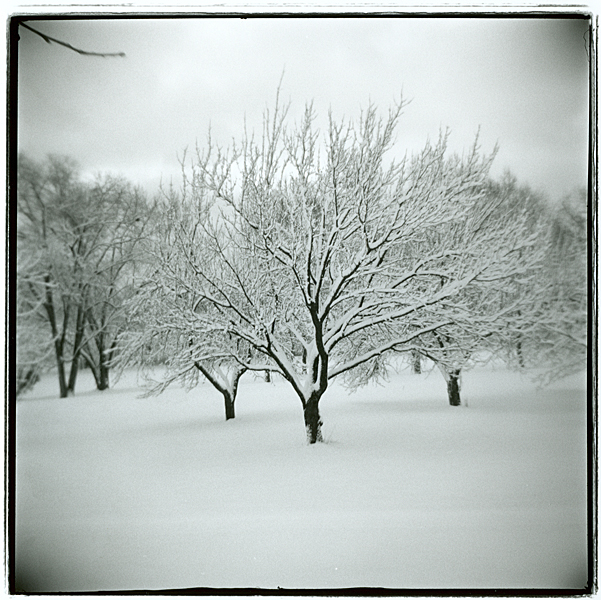 Winter Fruit