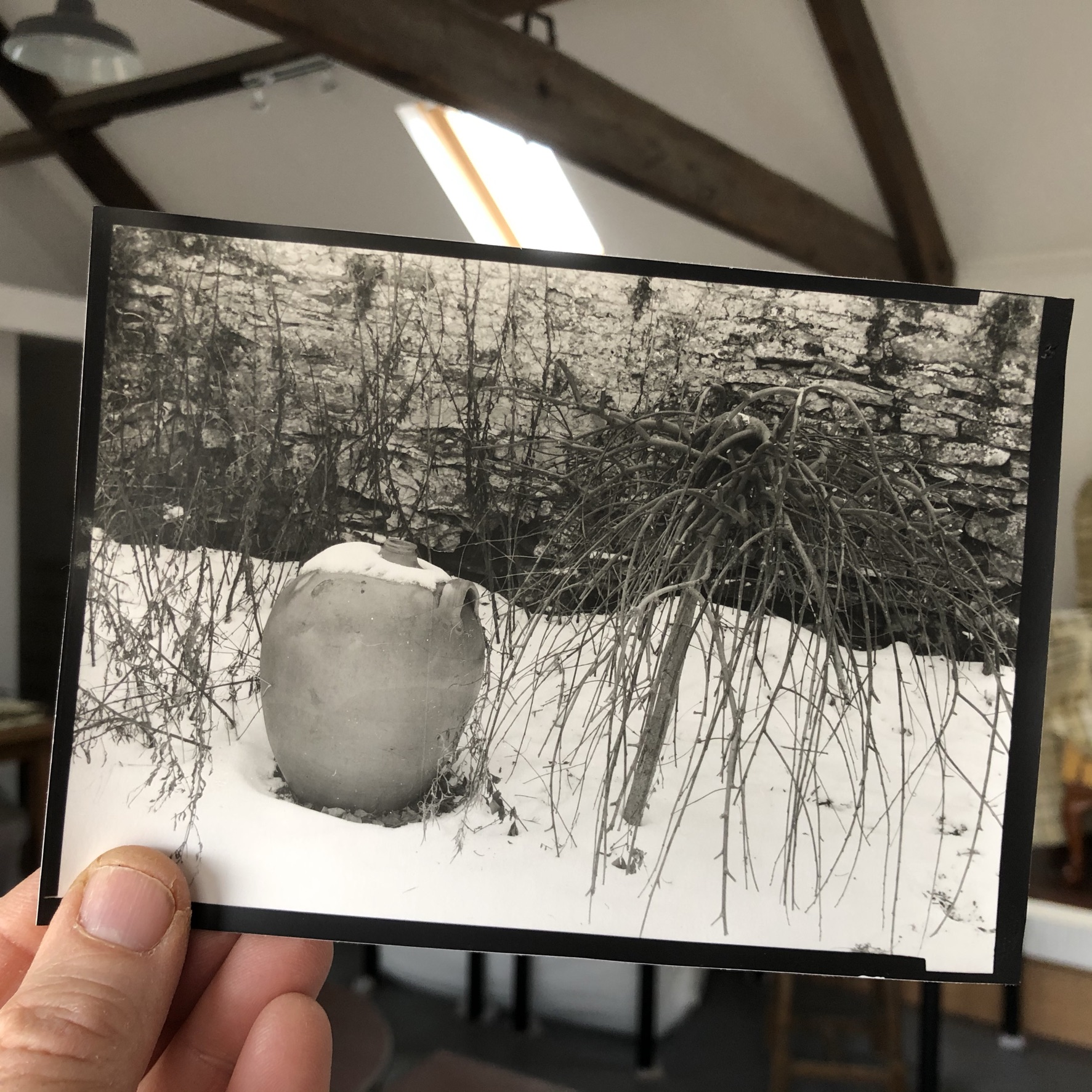Winter Garden