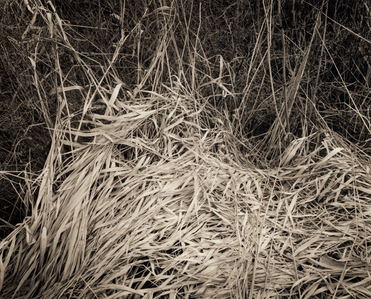 Winter Grass