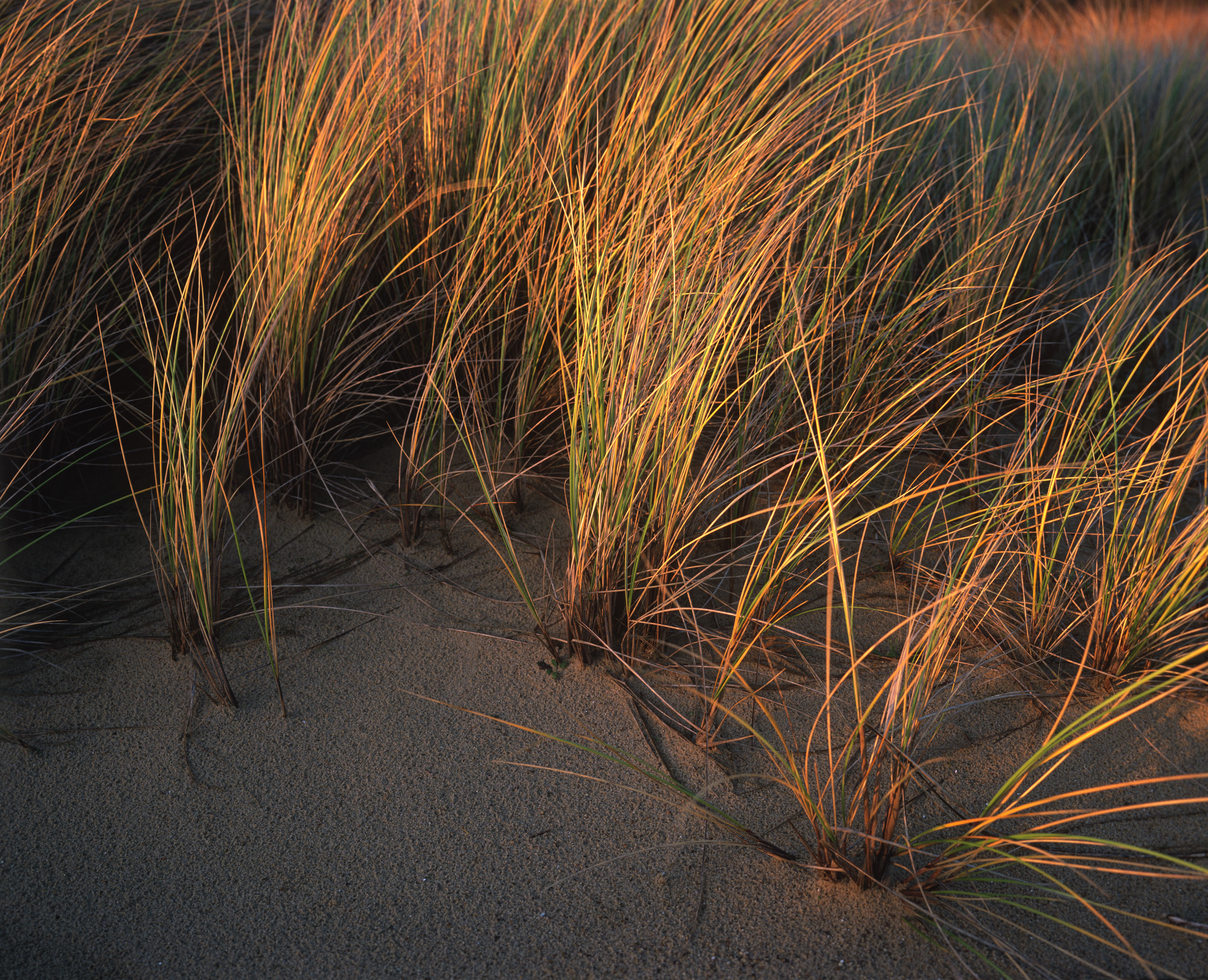 Winter grasses on the beach
