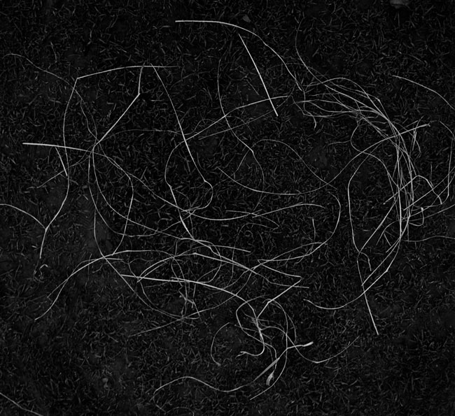 Winter grasses