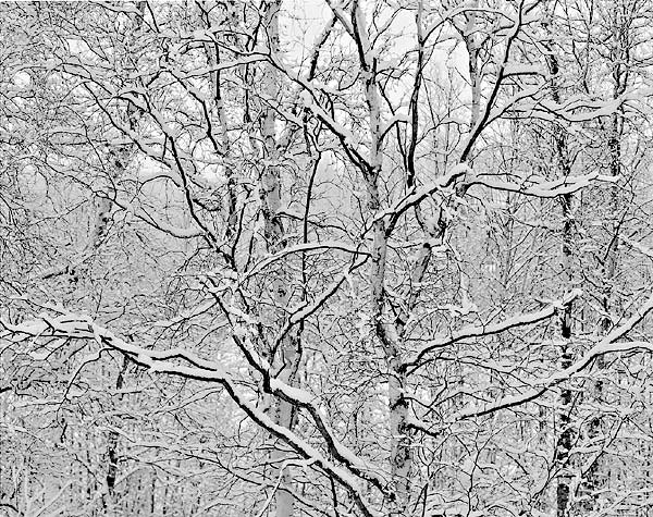 Winter Lace