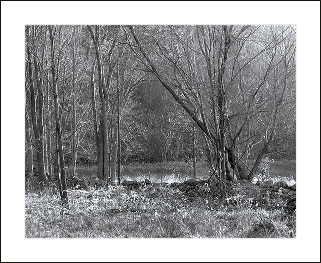 Winter Light in Late Afternoon