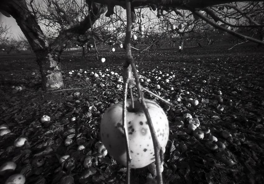 Winter Orchard