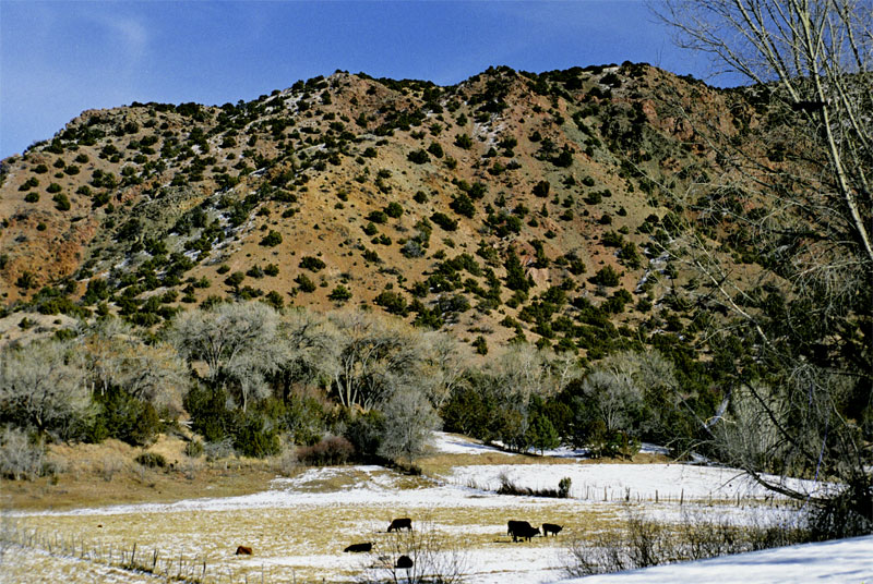Winter Pasture