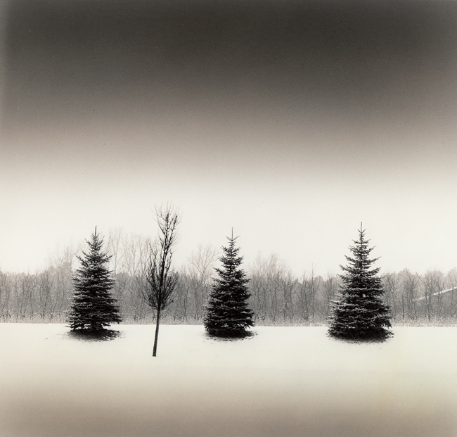 Winter Pines