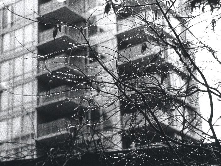 Winter Rain